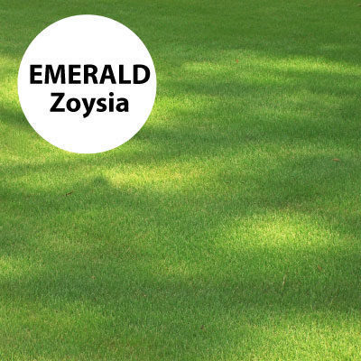 Emerald Zoysia