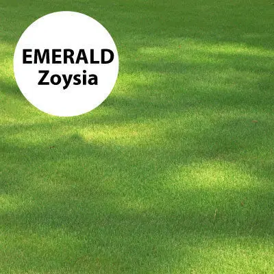 Emerald Zoysia