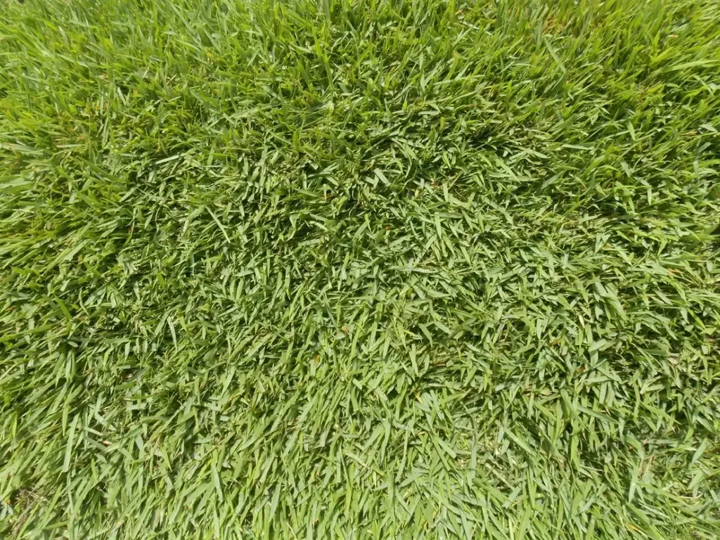 Becks Turf Meyer Zoysia