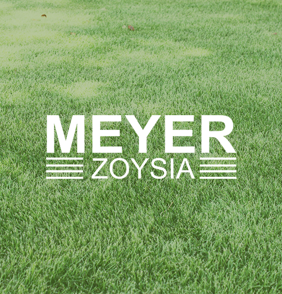 Becks-Turf-MeyerZoyisa