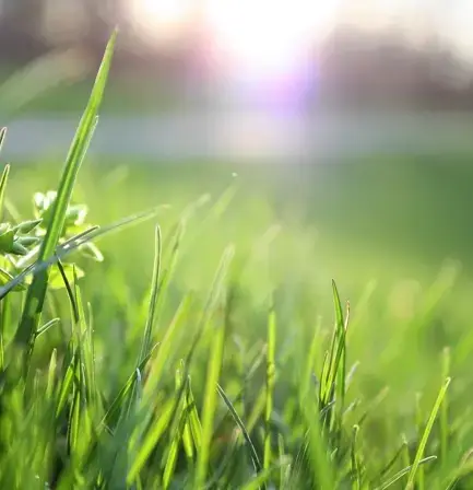 Grass
