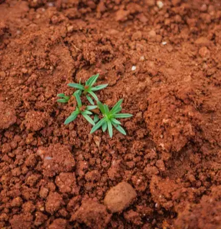 Red Soil