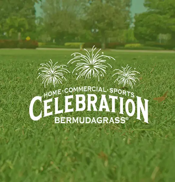 Celebration Bermudagrass