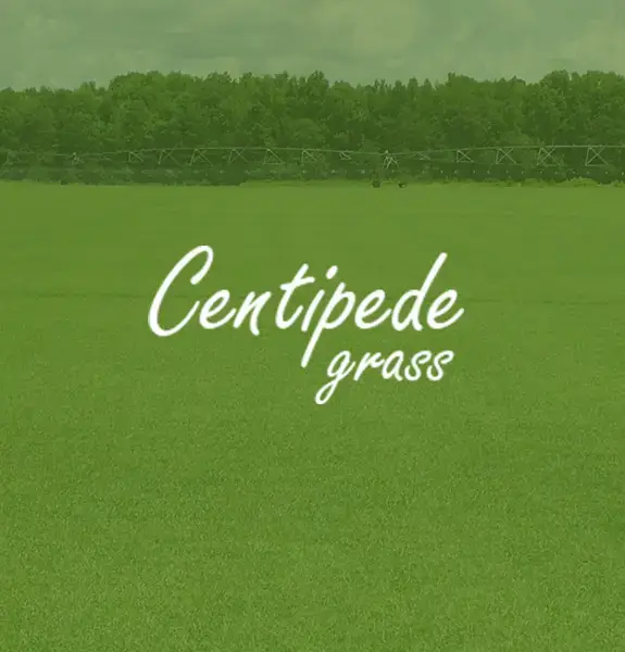 Centipede Grass Logo